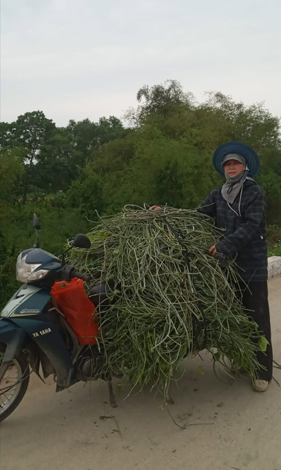 Sơ chế lá thuốc